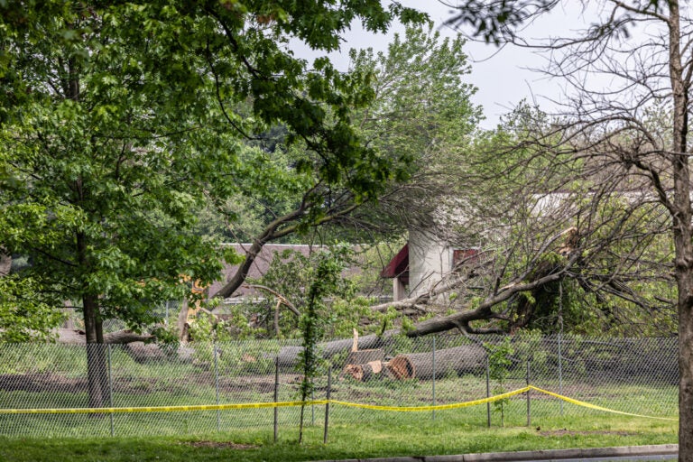 a cut-down tree