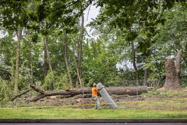 a worker and a cut-down tree