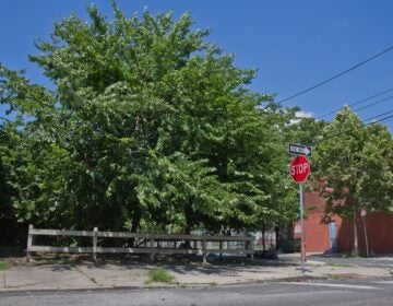 a tree in a lot on the 3000 block of Wharton Street in South Philadelphia