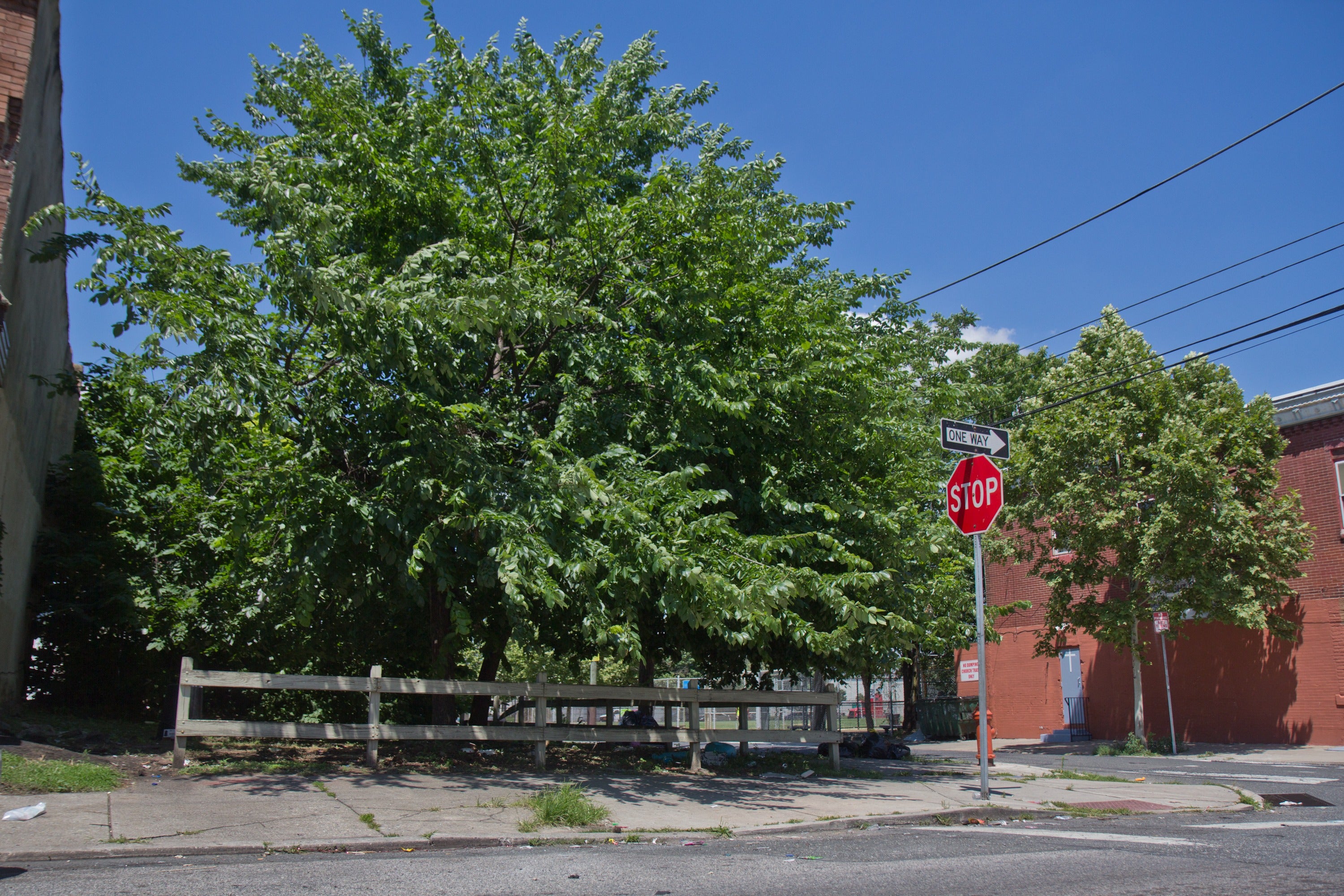 a tree in a lot on the 3000 block of Wharton Street in South Philadelphia