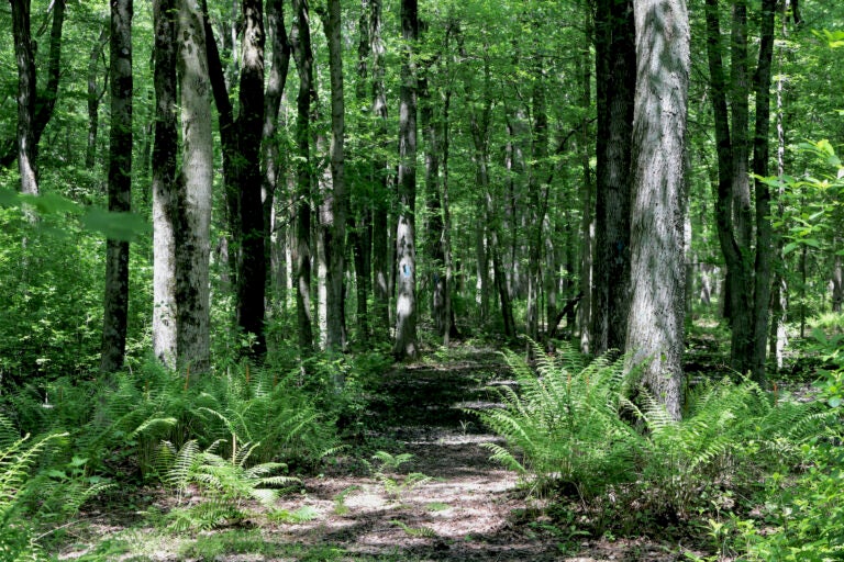 Croydon Woods, a Superfund site, earns environmental stewardship awards