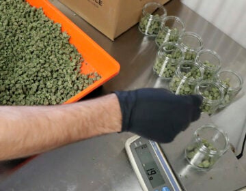 measuring marijuana at a dispensary