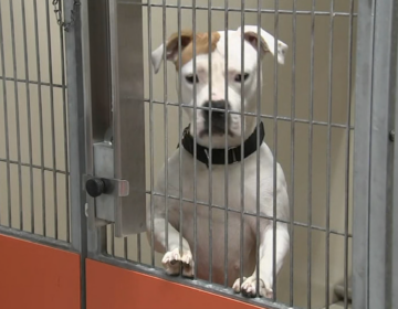 A dog is seen in a kennel at ACCT Philly