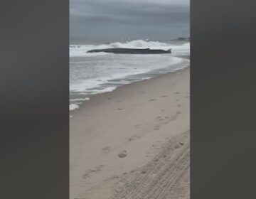 footage of a beached whale