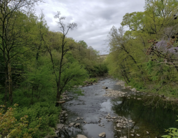 The Wissahickon creek