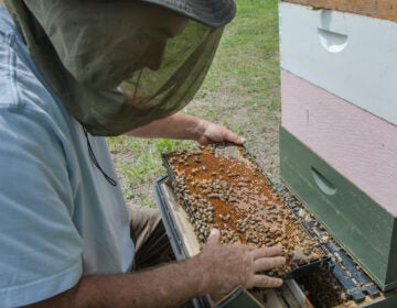 George Datto, a beekeeper at the Winterthur Museum, sits on his stool inspecting the Keeper's Hive as he searches for the queen. (Kimberly Paynter/WHYY)