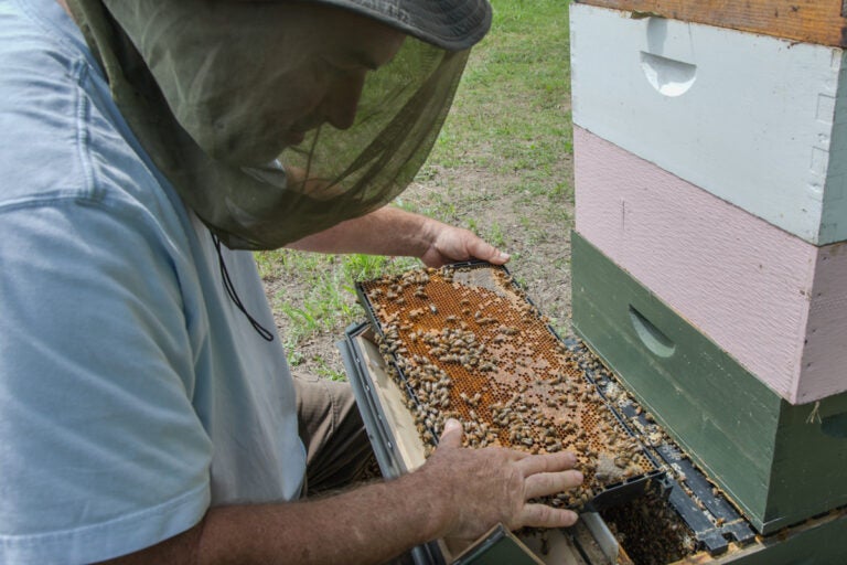 George Datto, a beekeeper at the Winterthur Museum, sits on his stool inspecting the Keeper's Hive as he searches for the queen. (Kimberly Paynter/WHYY)