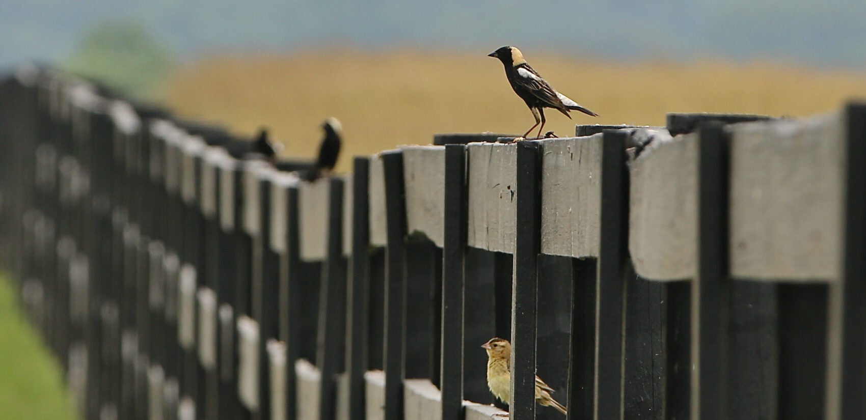 birds sit on a fence