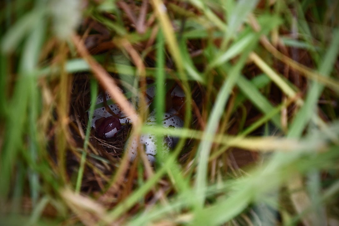 eggs in a nest visible through grass