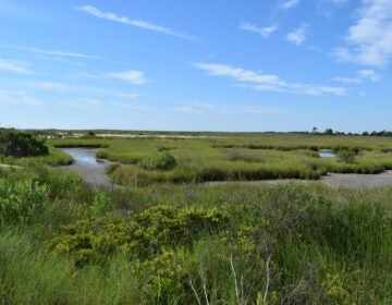 salt marshes at Milford Park Preserve