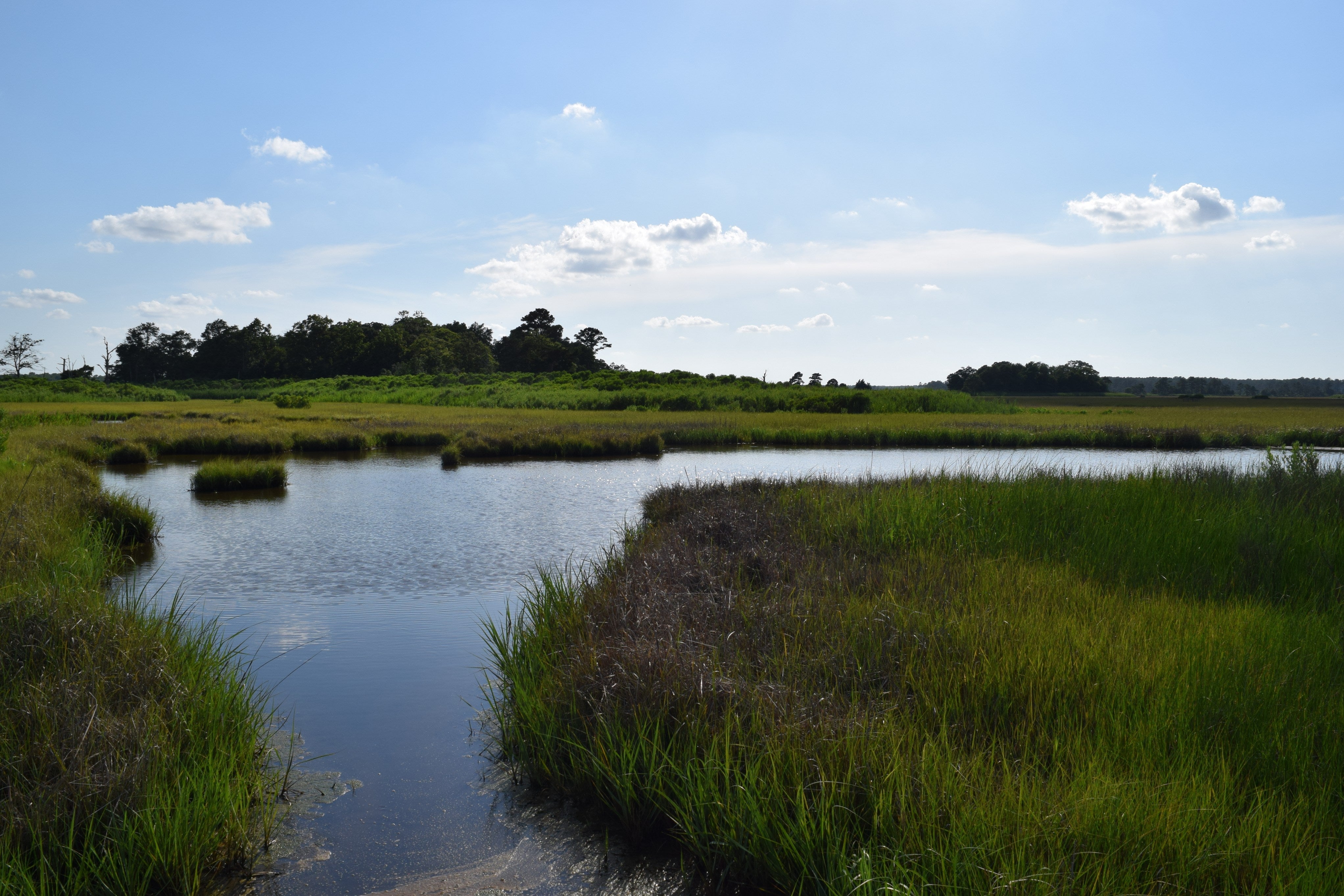 salt marshes at Milford Park Preserve
