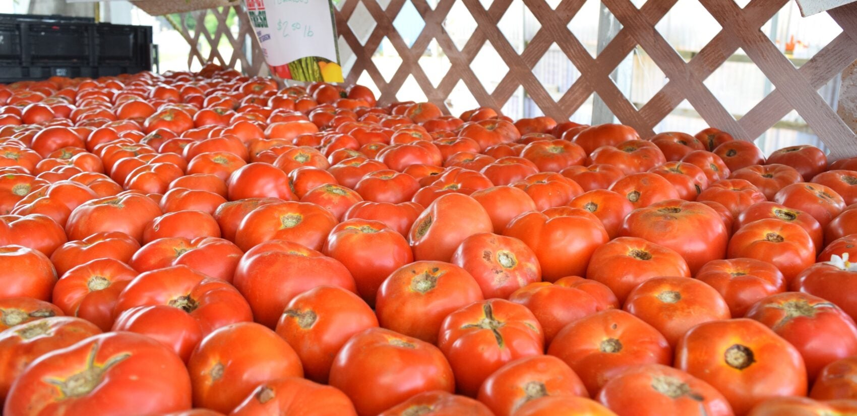 World-famous Jersey tomatoes will arrive at markets next week. (New Jersey Department of Agriculture)