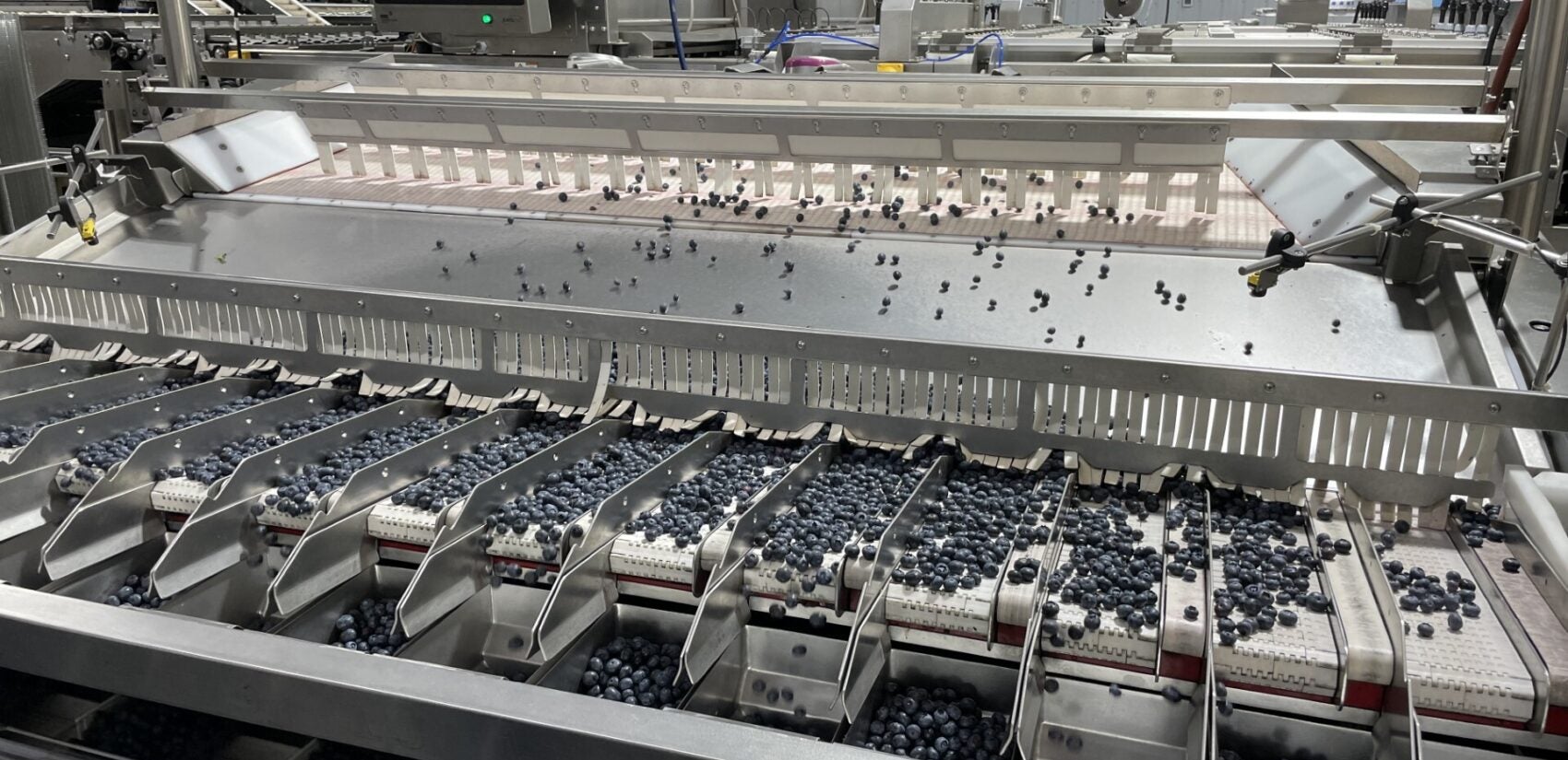 A special machine at Macrie Brothers Blueberry Farm cleans 150 blueberries a second. (David Matthau/WHYY)