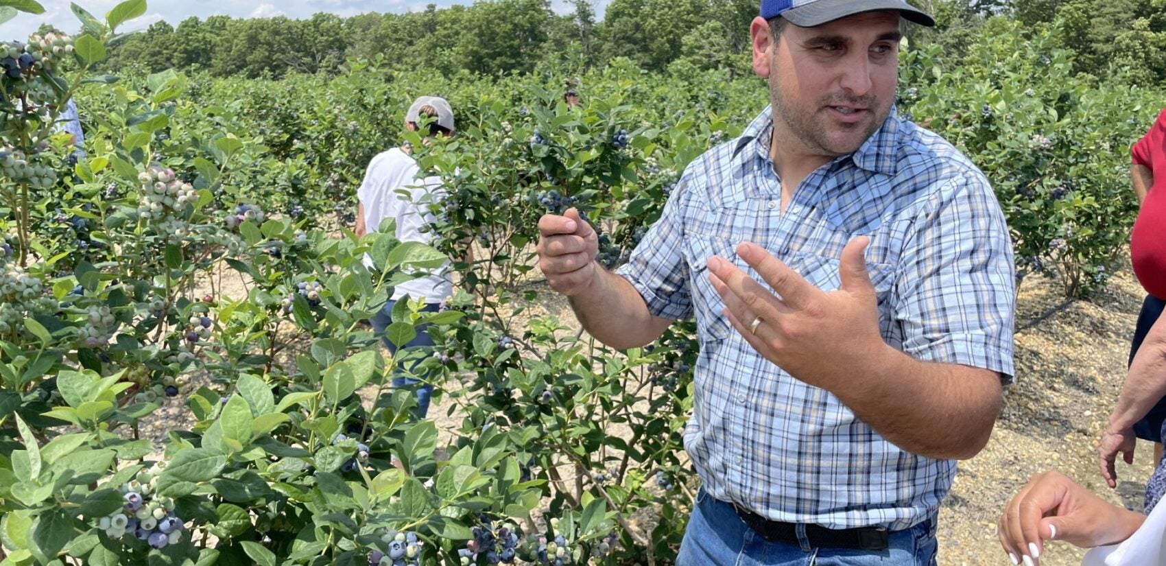 Matthew Macrie, the general manager of Macrie Brothers Blueberry Farm in Hammonton. (David Matthau/WHYY)