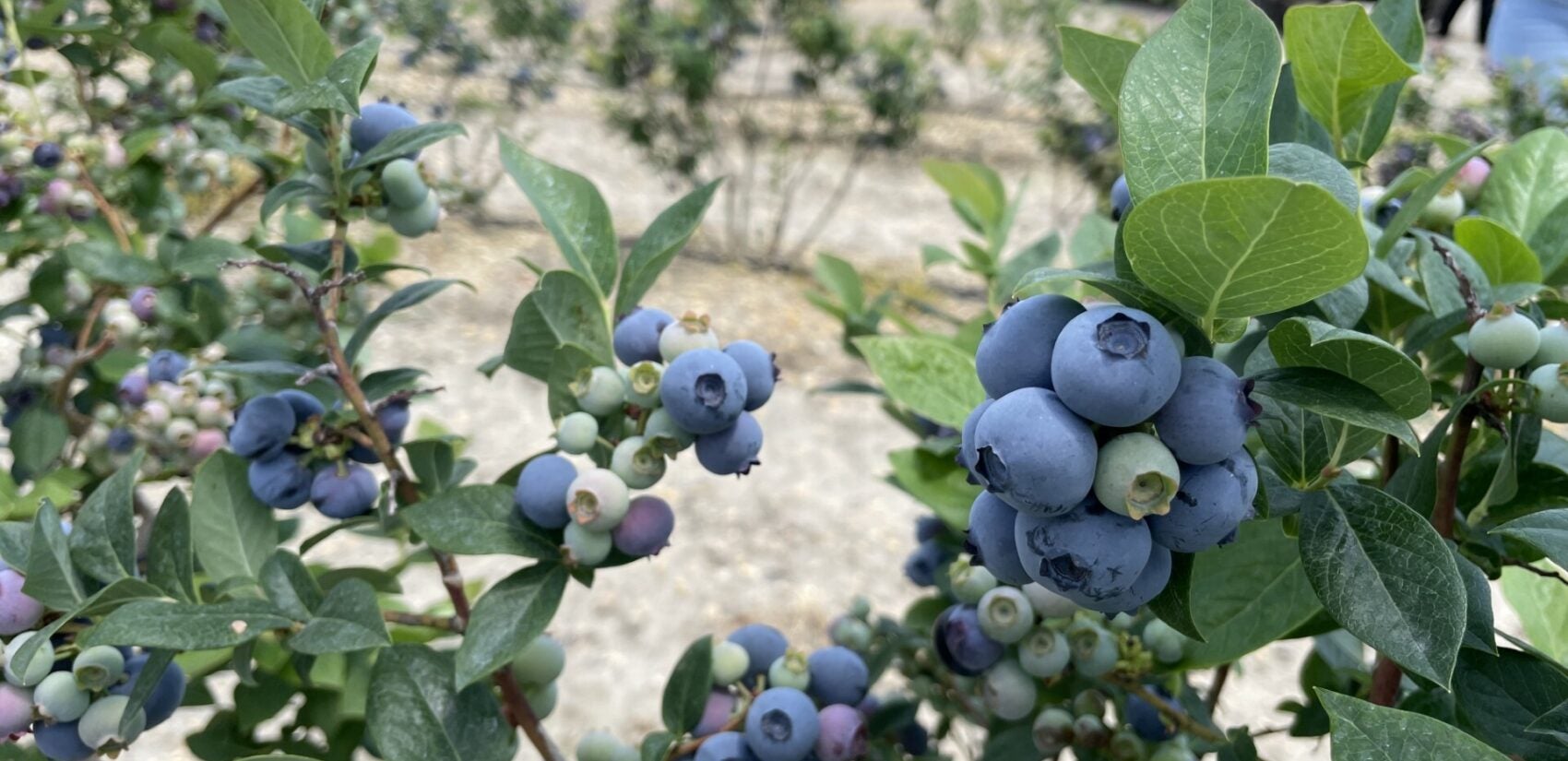 Millions of pounds of blueberries are being harvested in South Jersey. (David Matthau/WHYY)