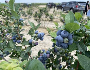 Millions of pounds of blueberries are being harvested in South Jersey. (David Matthau/WHYY)