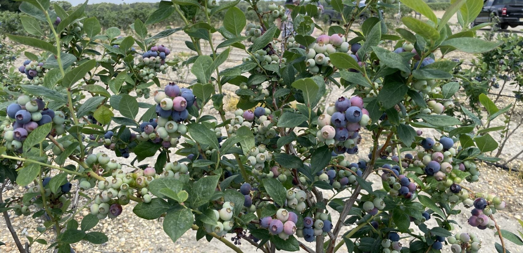 This is now the height of New Jersey blueberry season. (David Matthau/WHYY)