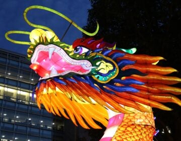 The head of the 164-foot-long dragon at the Chinese Lantern Festival was installed with a 15-person crew. (Cory Sharber/WHYY)