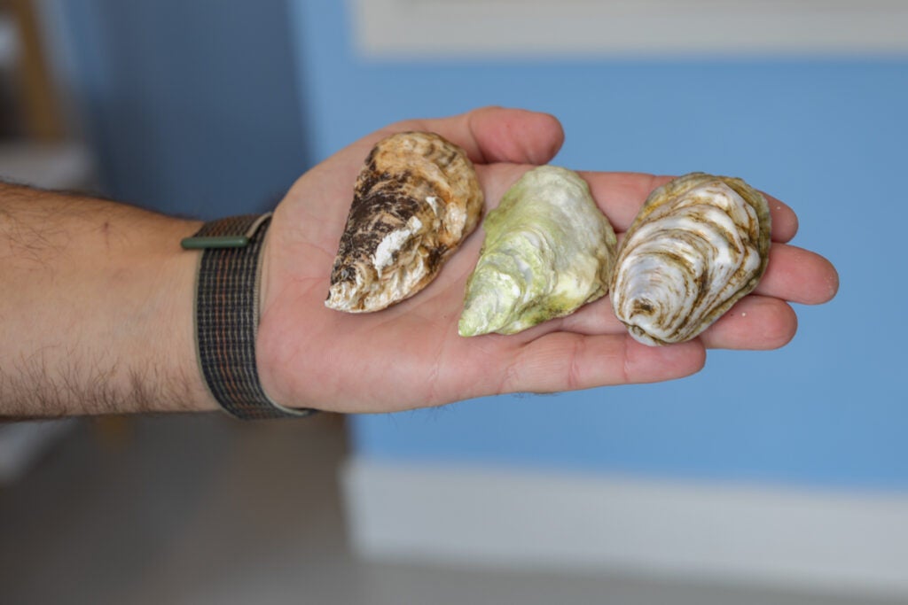 Holding different types of oysters in his hand