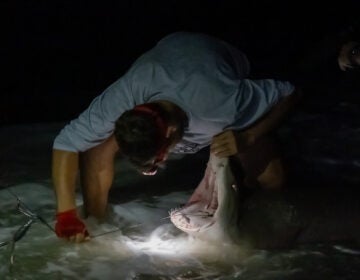 AJ Rotondella removes the hook from the mouth of a sand tiger shark after helping clients catch the fish on a N.J. beach. (Kimberly Paynter/WHYY)