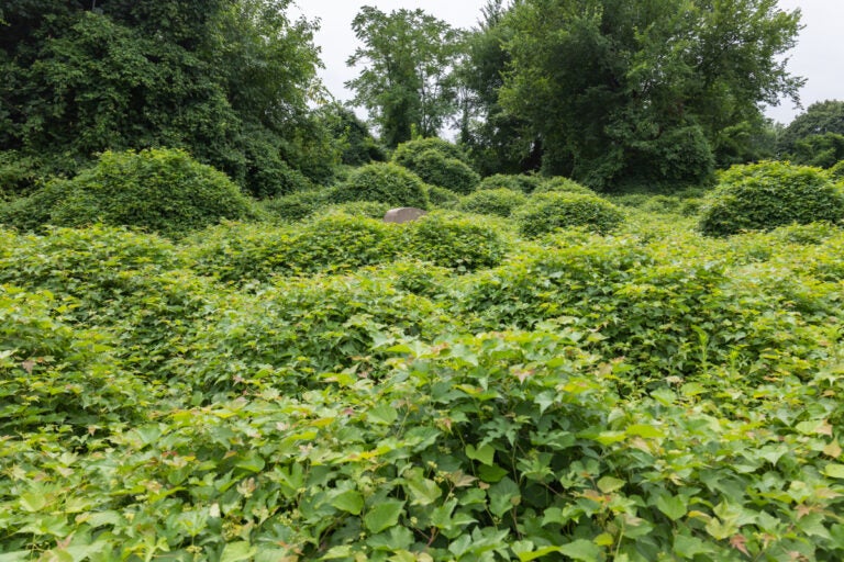 Mount Vernon Cemetery