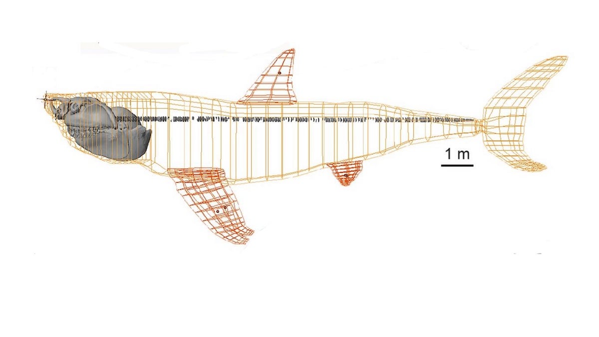 3D modeling process of Otodus Megalodon. (Courtesy of Jack Cooper)
