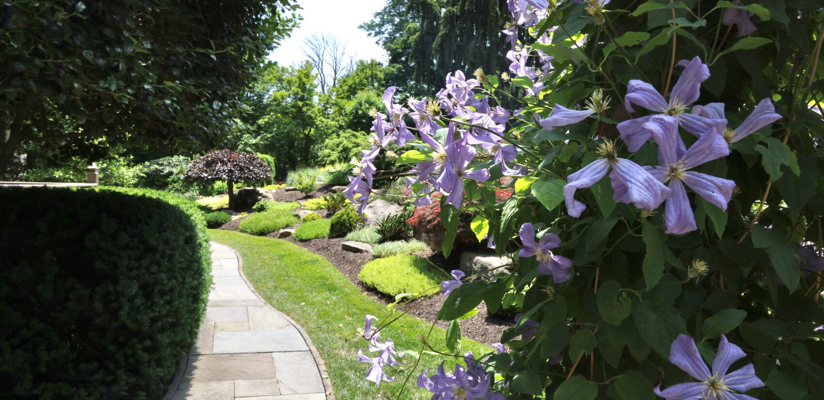 Clematis blooms at the entrance to one of many paths through Leslie Miller's gardens in Bryn Mawr.