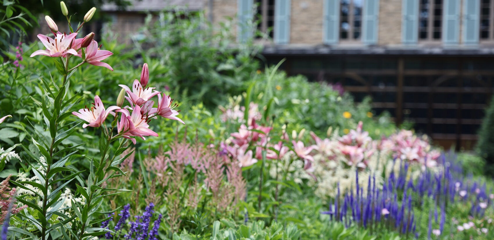 Leslie Miller's perennial garden blooms in mid-June.