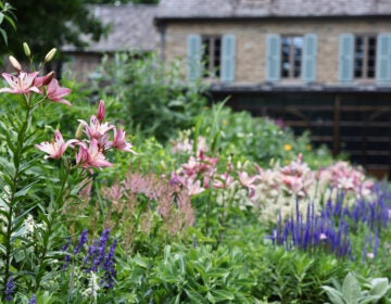 Leslie Miller's perennial garden blooms in mid-June. (Emma Lee/WHYY)