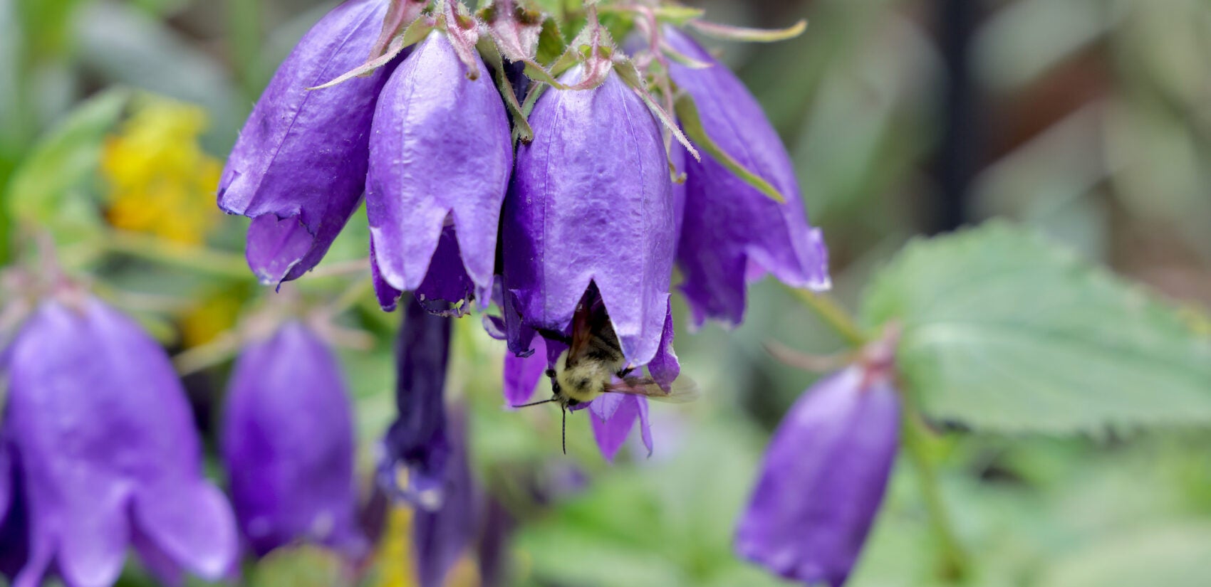 A bumblebee visits the bellflowers in Syd Carpenter's garden in Philadelphia.