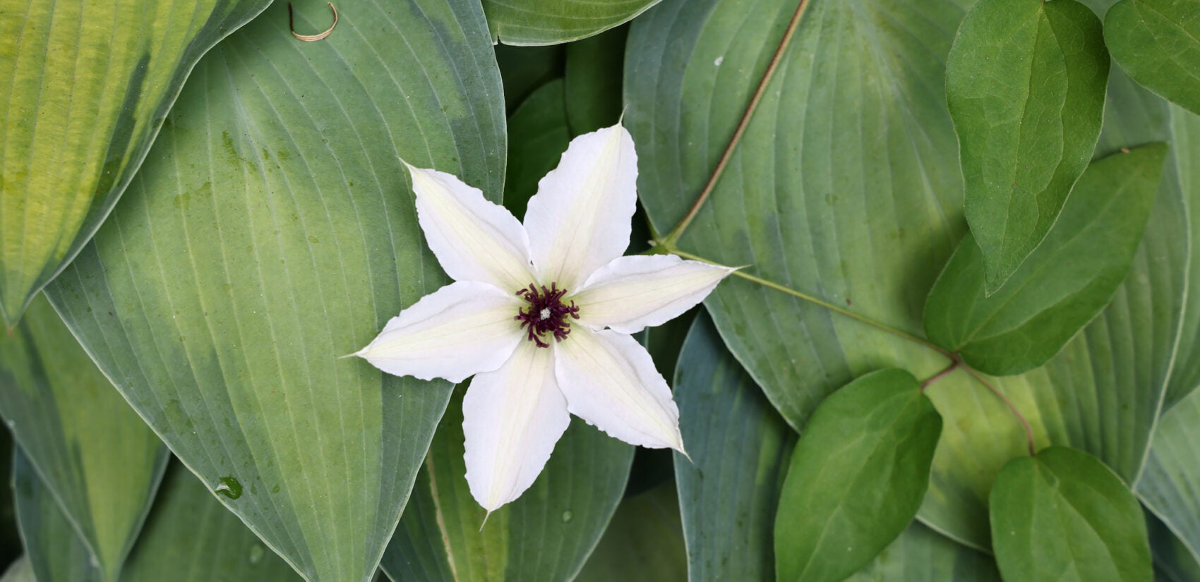 A cleematis blooms among the hostas in Syd Carpenter's garden