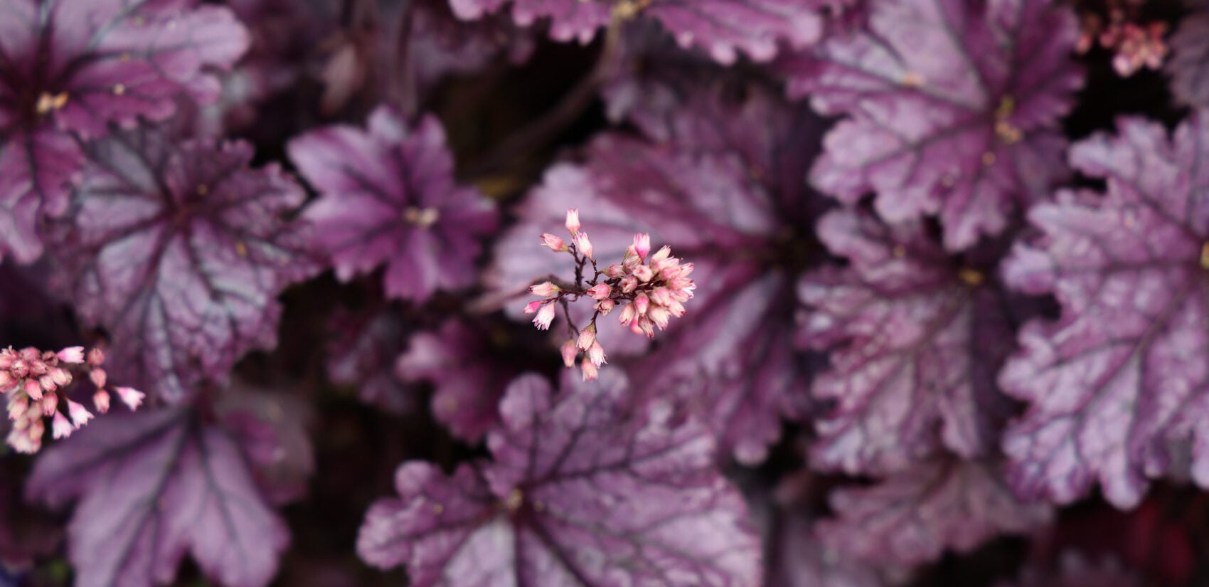 Flowers are seen in Syd Carpenter's garden