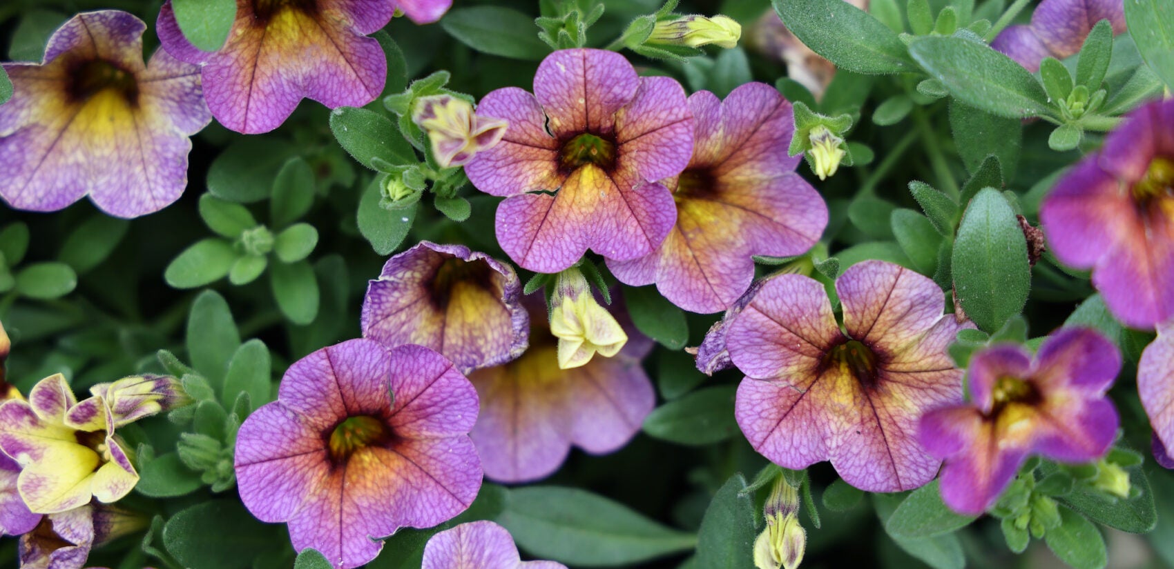 Petunias bloom in Syd Carpenter's garden in Mount Airy