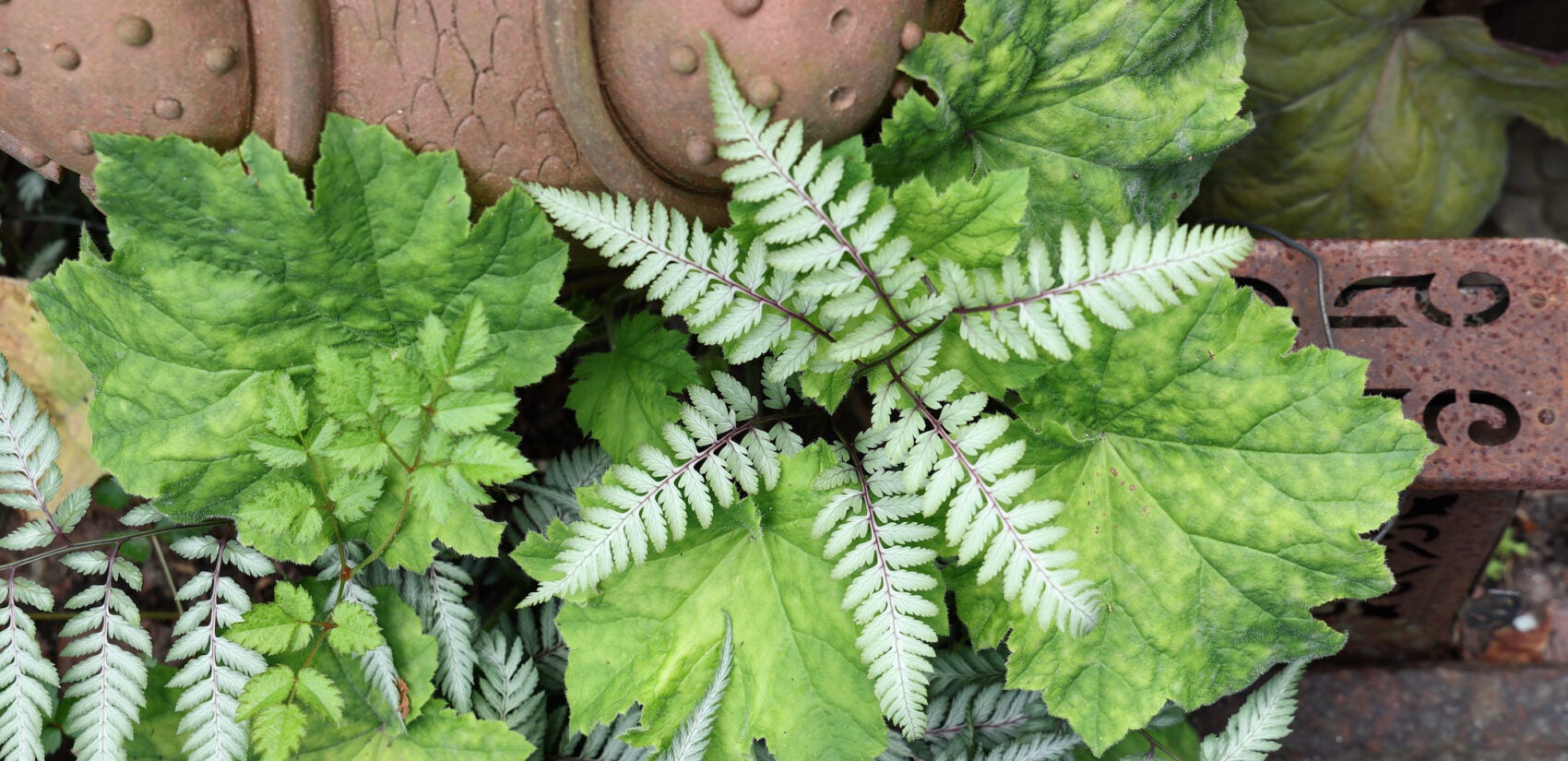 An overhead view of plants in Syd Carpenter's garden