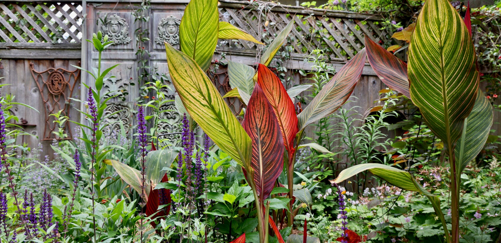 Plants are seen in Syd Carpenter's garden