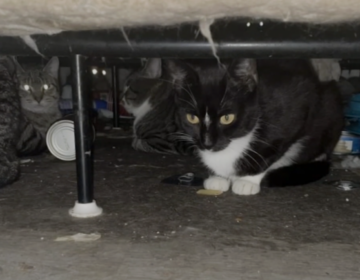 Several cats under the bed