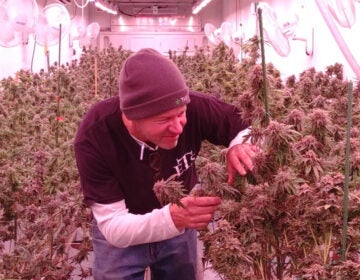 David Rohrer of The Farm tends to marijuana plants. The company is eligible for a conversion license. 
 (Courtesy of Bill Rohrer)