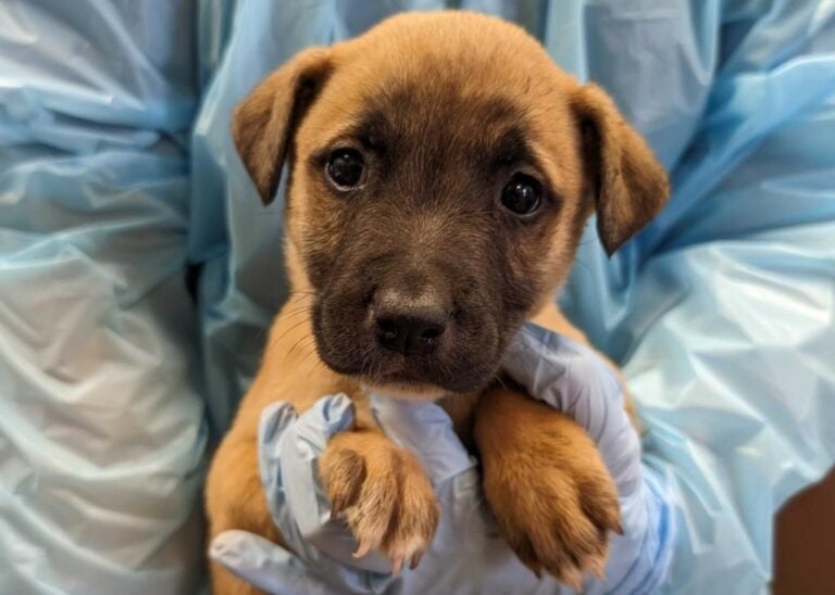 A puppy from the Brandywine Valley SPCA is seen in a file photo.