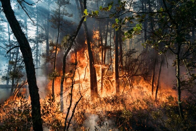 This Friday, July 5, 2024 image provided by the New Jersey Department of Environmental Protection shows a forest fire in Tabernacle, N.J.
