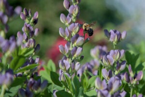 Love ’n Fresh Flowers’ purple baptisia