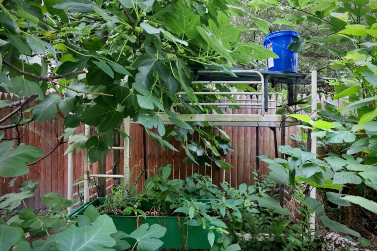 a bunk bed sits among foliage