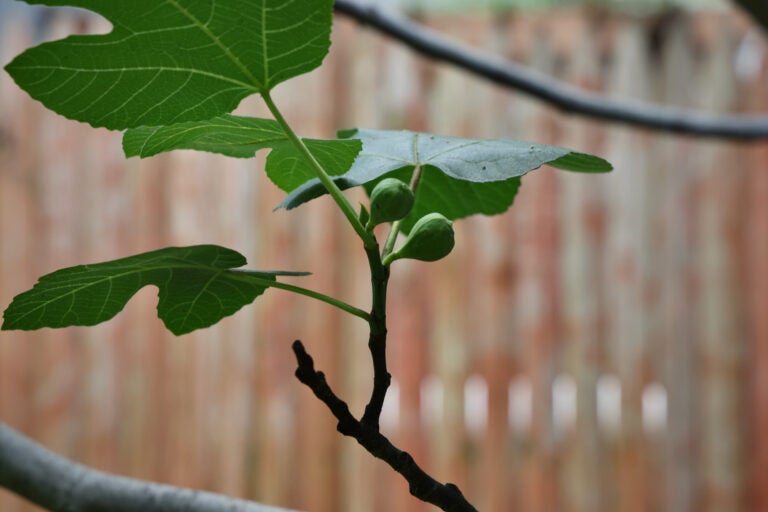 a young fig