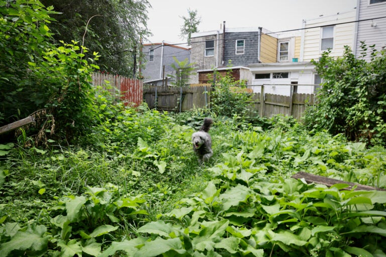 a dog runs through overgrown grass