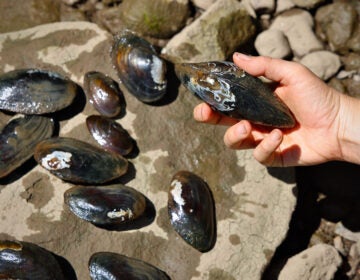 a hand holds a mussel above other mussels