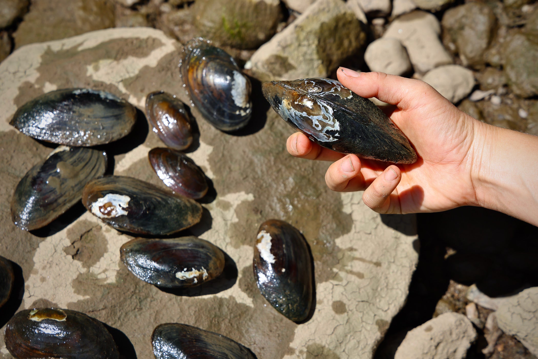 More than 100 mussels found near Northeast Philly’s Pennypack on the Delaware