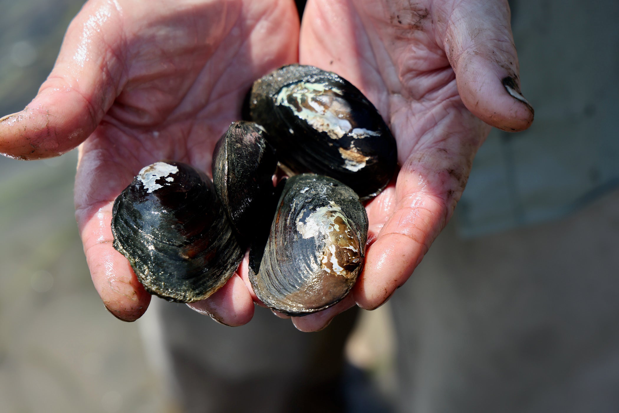 mussels in two hands