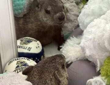 Groundhog in claw machine