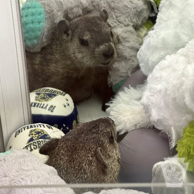 Groundhog in claw machine