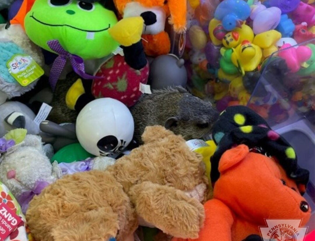 Groundhog in claw machine