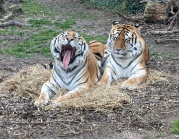 Tigers at Bridgeton zoo